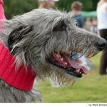 DEERHOUND.jpg