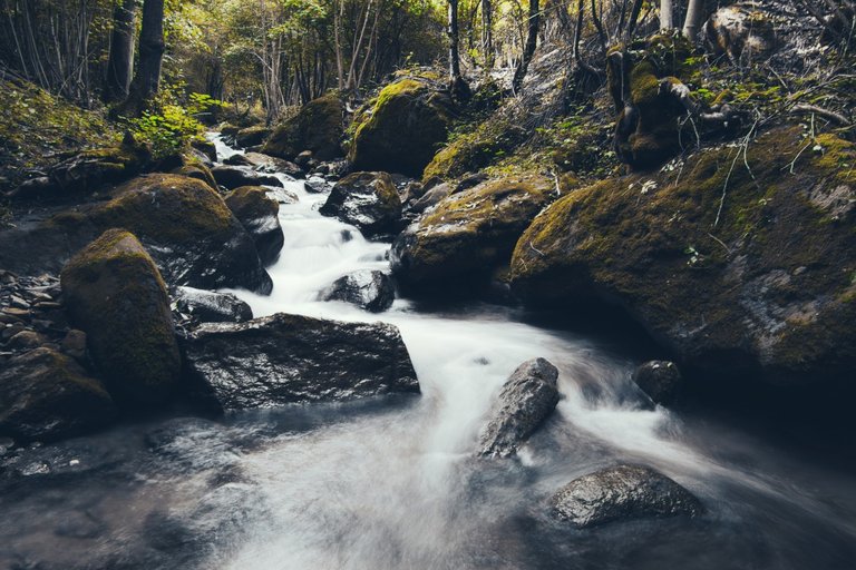 stream_flowing_forest_water_river_moss_green_dark-938717.jpg