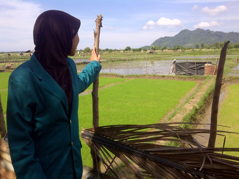 Hamparan sawah kami (2).jpg