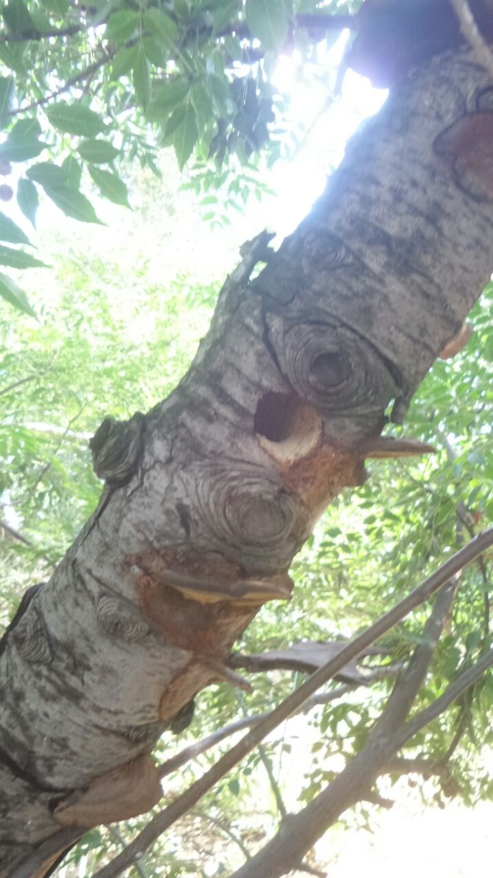 barbet nest.jpg