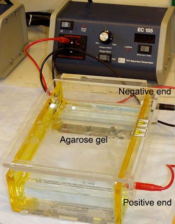 469px-Gel_electrophoresis_apparatus-.jpg