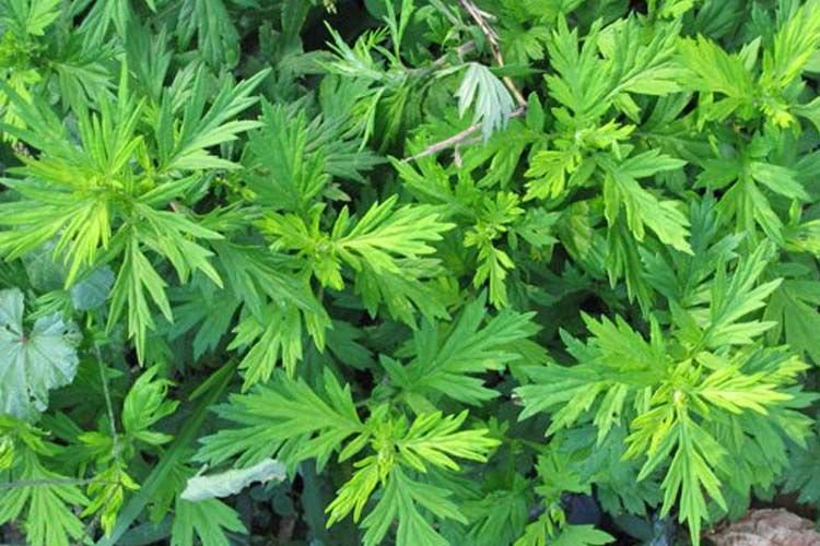 Mugwort-photo.jpg