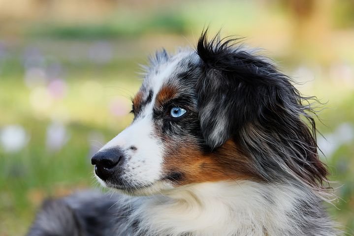 australian-shepherd-3226442__480.jpg