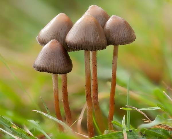 psilocybe-semilanceata7.jpg