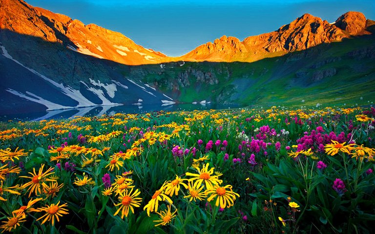 Mountain-flowers.jpg