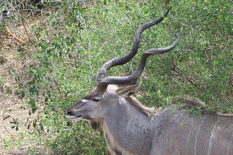 KNP Satara-Lower Sabi 2009 537.JPG