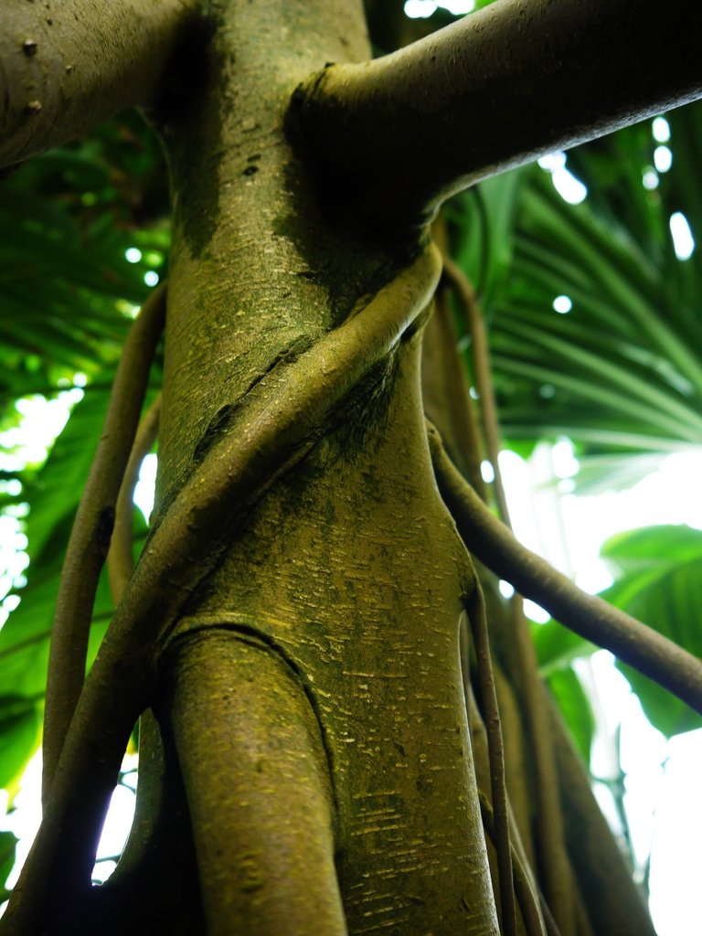 29417006962 - banyan tree roots at kew gardens.jpg