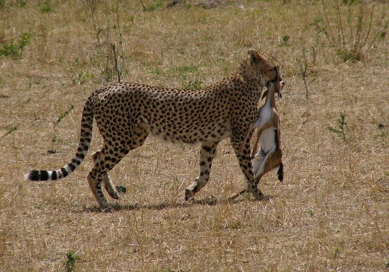 cheetah2.jpg