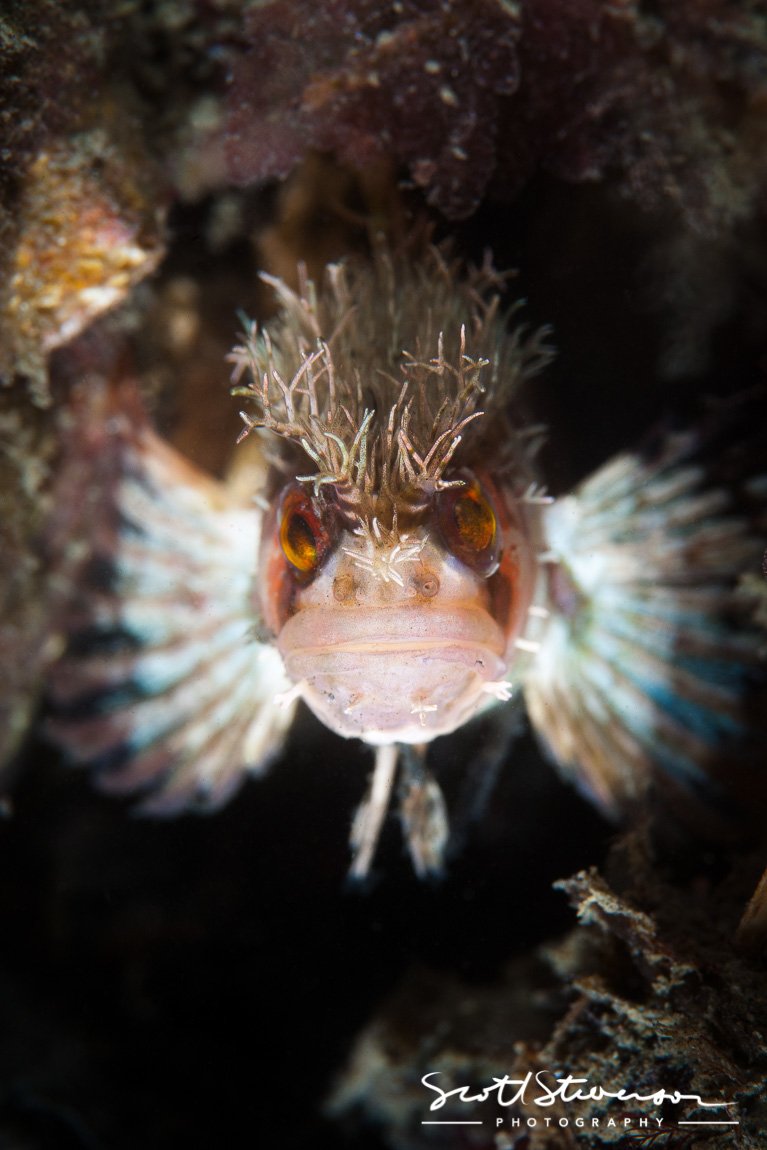 Mosshead Warbonnet-7.jpg