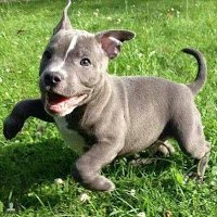 playful pit1.jpg