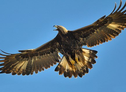 Golden Eagle.jpg