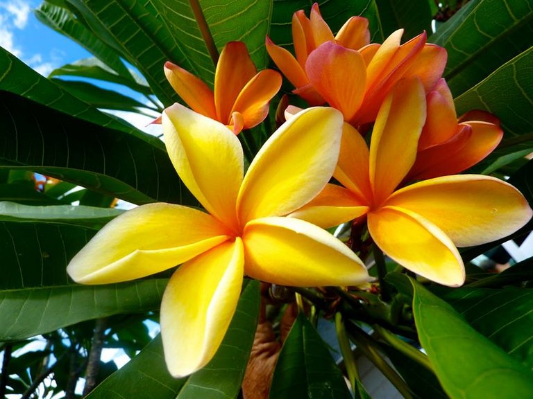 plumeria.jpg