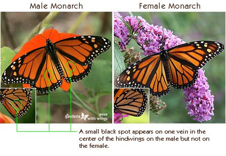 n0809MonarchIndentification.jpg