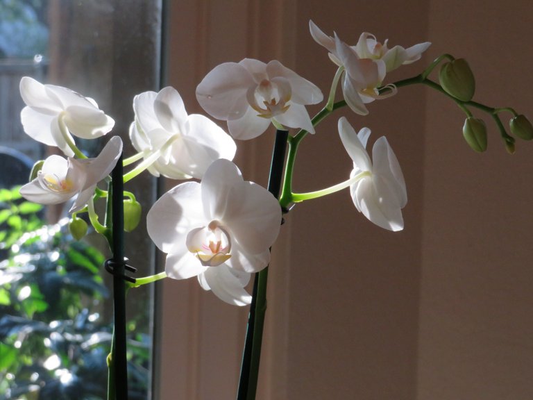 WhiteOrchid1.JPG