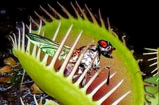 venus-flytrap-2667991_640.jpg