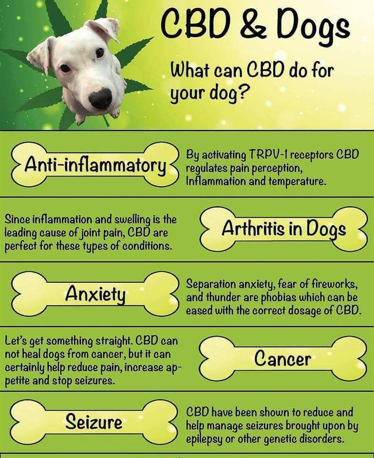 CBD Dogs.jpg