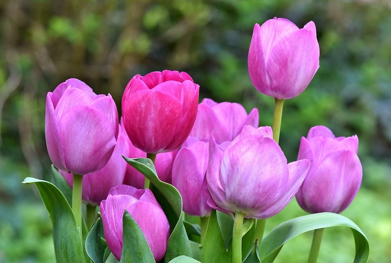 tulip-3362887_960_720.jpg