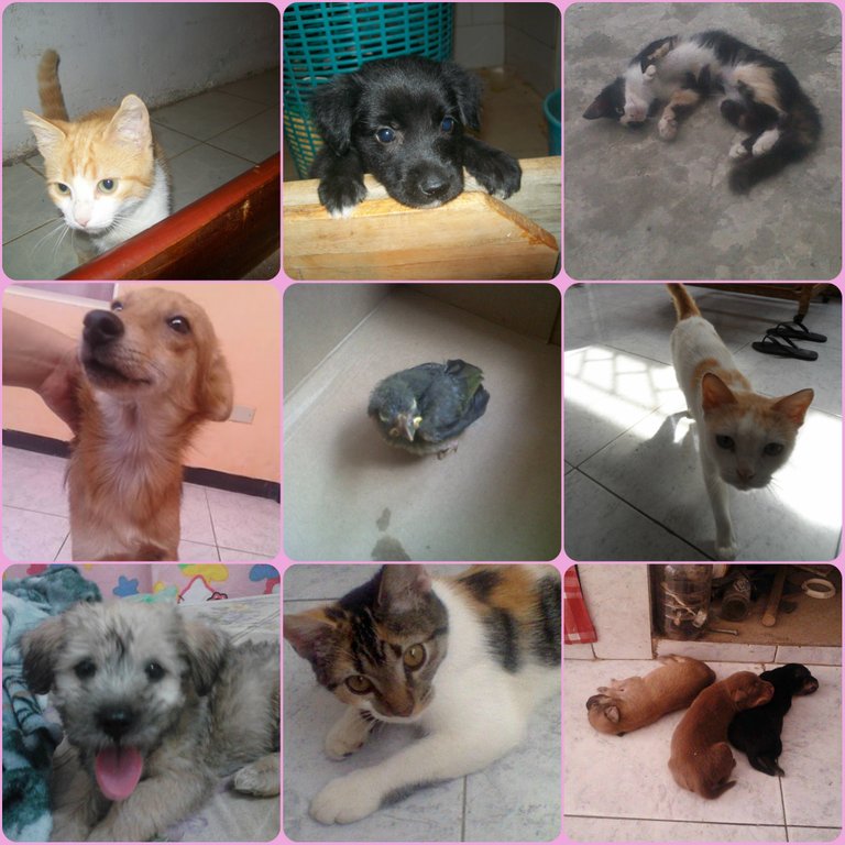 COLLAGE ANIMALITOS.jpg