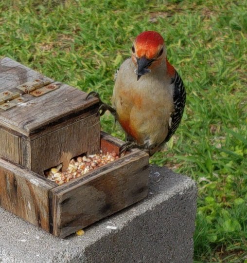 birds_94_red bellied_woodpecker_Melanerpes_carolinus.jpg