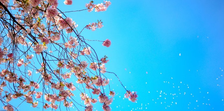 Photo of White and Red Petal Flower Under Blue Sky.jpeg