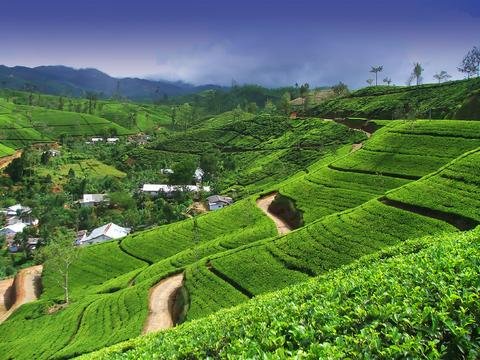 CEYLON-TEA-PLANTATION_large.jpg