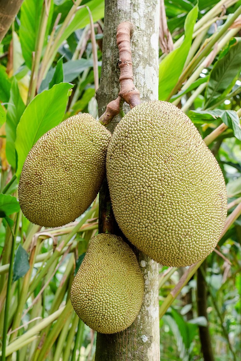 Jackfruit_hanging.JPG