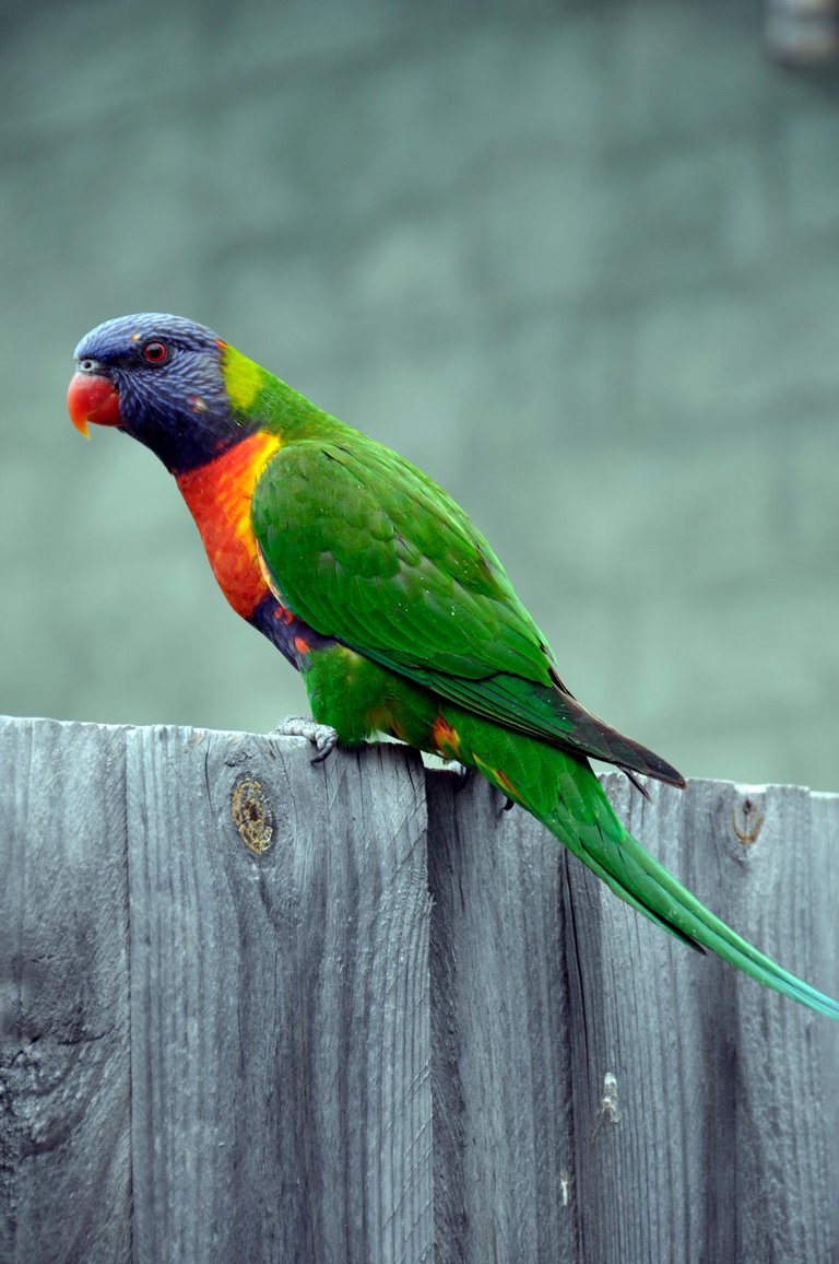 Rainbow lorikeet.JPG