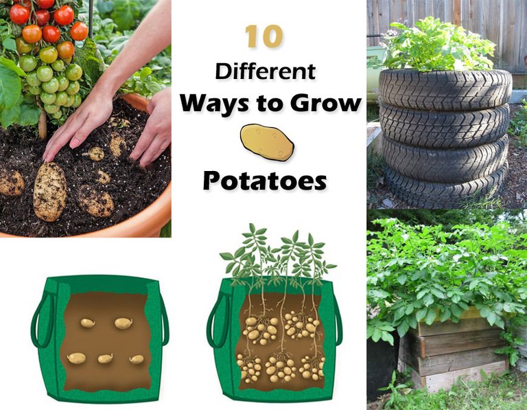 ways-to-grow-potato-1.jpg