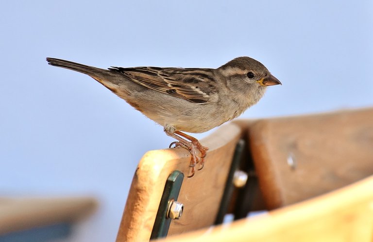 sparrow-3360163_960_720.jpg