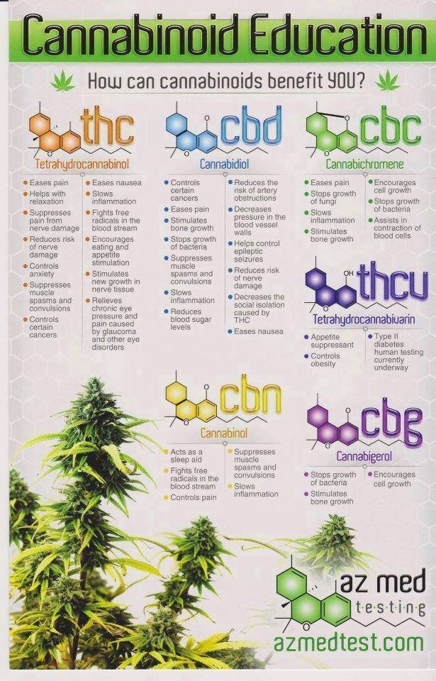 cannabis 6.jpg