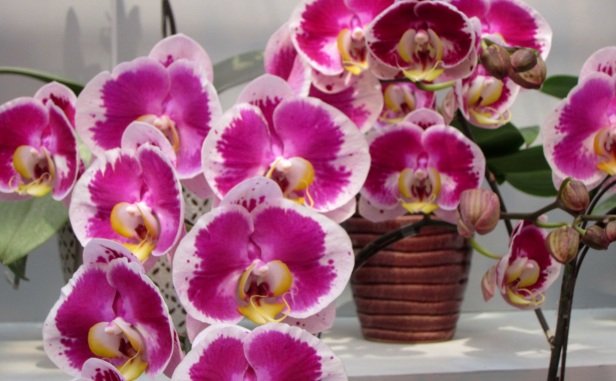 79594_orchidsflowerweb.jpg