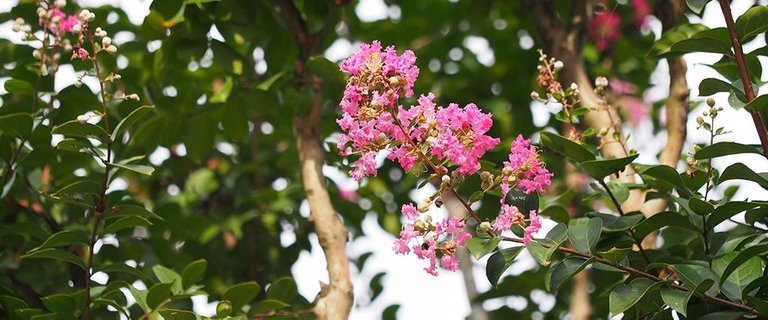 CrepeMyrtle_1.jpg