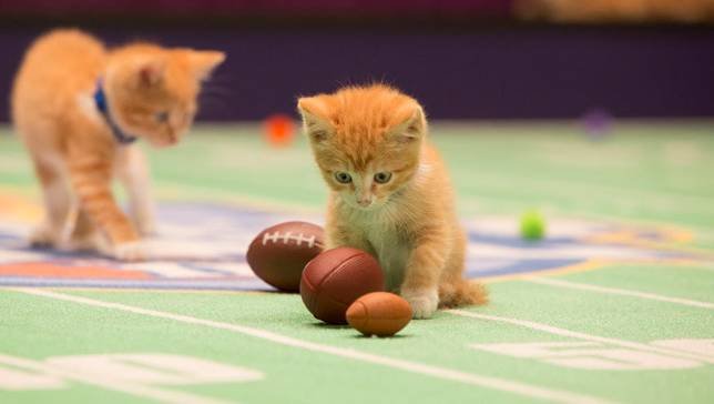 kitten-bowl.jpg