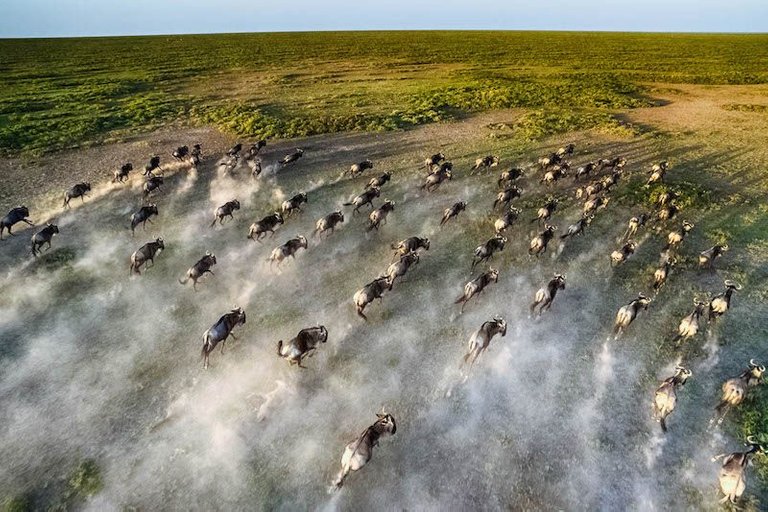 Close-up-aerial-wildebeest-great-migration.jpg