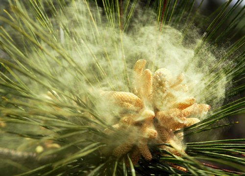 Pine-Pollen-releasing.jpg