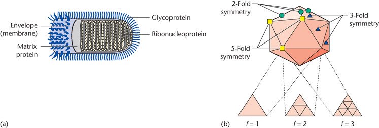 Helical-and-icosahedral-symmetry-a-The-structure-of-rabies-virus-an-example-of-a.png