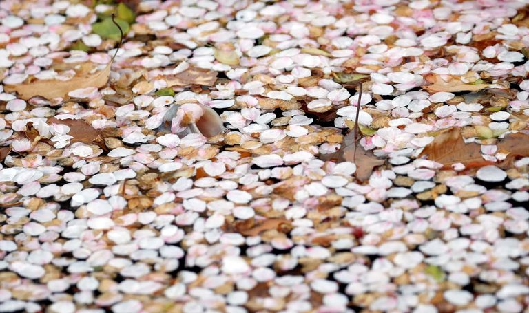 2018-04-02T082940Z_709327106_RC1F99A18E00_RTRMADP_3_SPRING-CHERRYBLOSSOMS-JAPAN.jpg