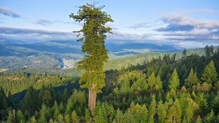 728_arbre_sequoia_taille.jpg