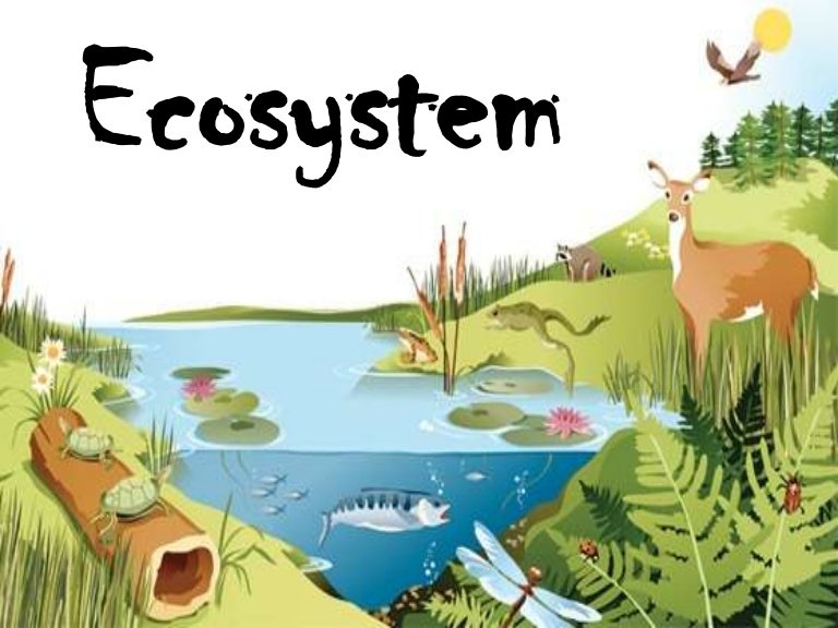 ecosystem.jpg