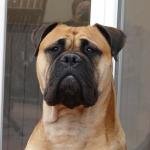 BULLMASTIFF.jpg