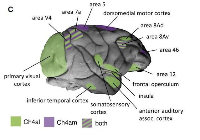 mnb_brain_monkey_2018.jpg