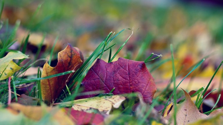 leaves-leaf-grass-nature-full-hd-pictures-1920x1080.jpg