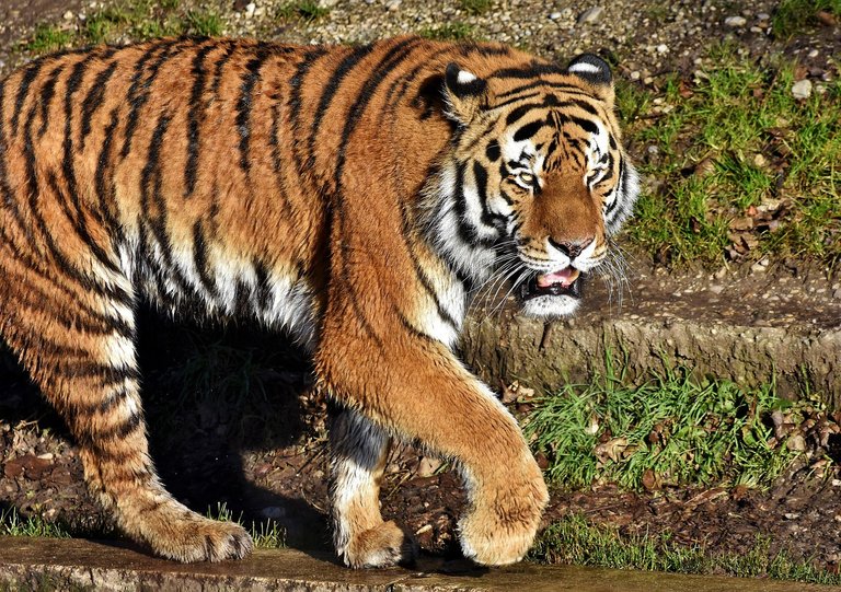 tiger-3096120_1280.jpg