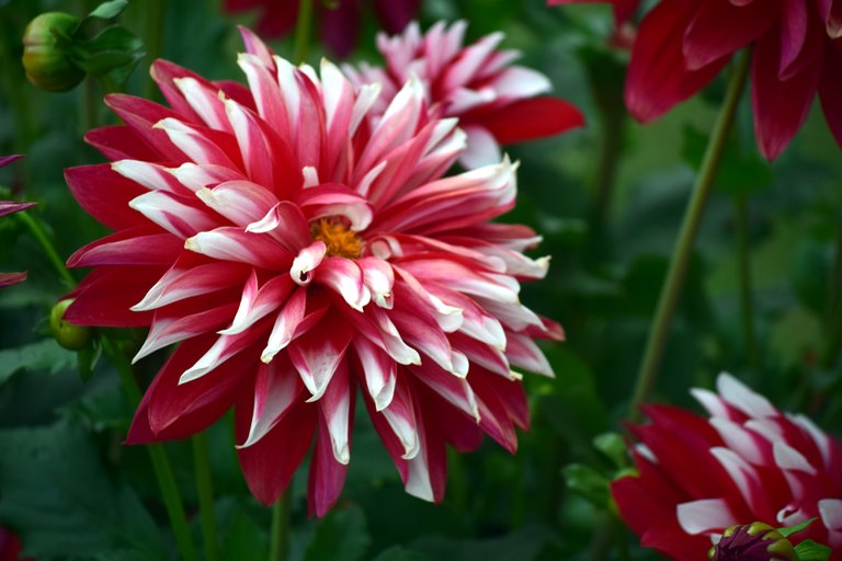 chrysanthemum-3323993.jpg