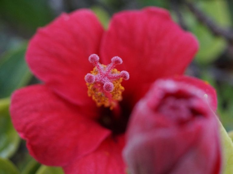 hibiskuszapfen_klein.jpg