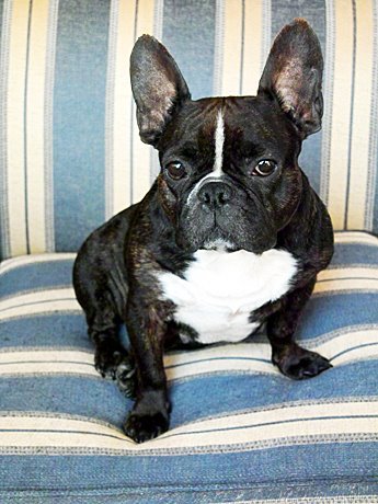 French Bulldog.jpg