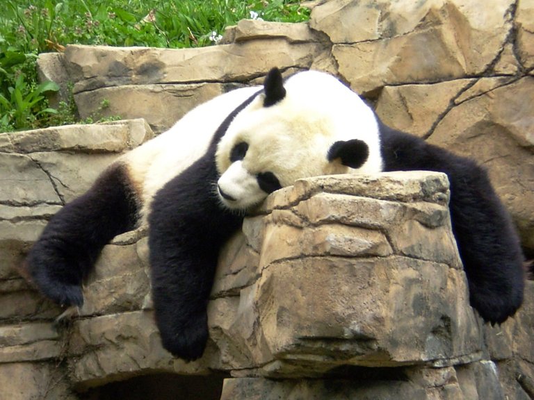 pandasleep-2.jpg