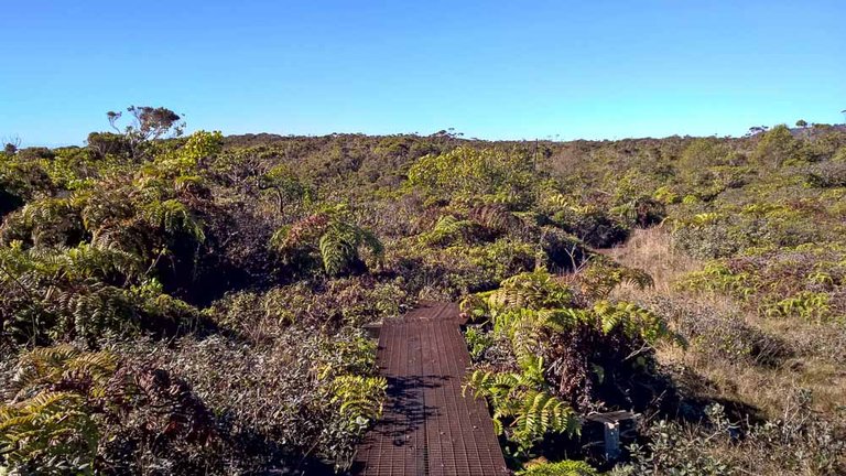 Kauai Alakai Swamp Trail.jpg