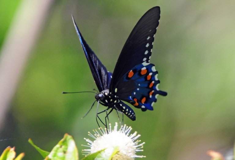 pipevineswallowtail-4b-web.jpg