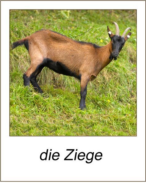 Ziege.jpg